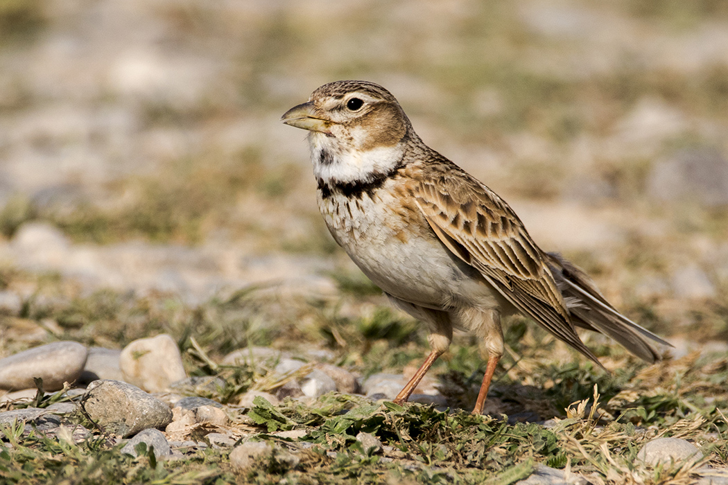 Calandra Lark